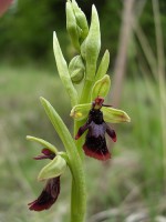 /album/le-jardin-des-marnes/ophrys-insectifera-jpg/